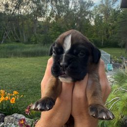 Justice - Fawn female Boxer puppy in Jamesville, New York from Reynolds Homestead Boxers