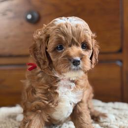 Max (red collar) - Red male Cavapoo puppy in Mouth Of Wilson, Virginia from HoneyBunn Doodle Co.