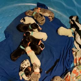 Great Dane Puppies from HCC Great Danes