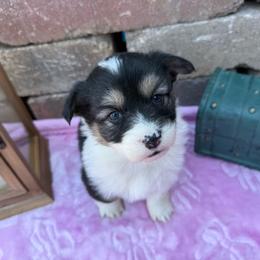 Journey-Fluffy - Black and tan female Pembroke Welsh Corgi puppy in Scottown, Ohio from Wyndy Ridge Corgis