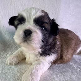 Reese - Red and white male Shih Tzu puppy in Winston Salem, North Carolina from Little Miracles Shih Tzu