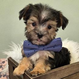 Journey - Black & tan tri-color male Morkie puppy in Monticello, Iowa from Ashley’s Puppies