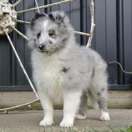 Owen - Shetland Sheepdog