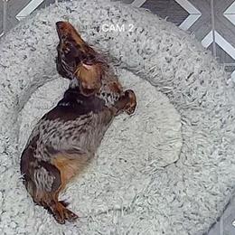 Daiquiri - Dachshund