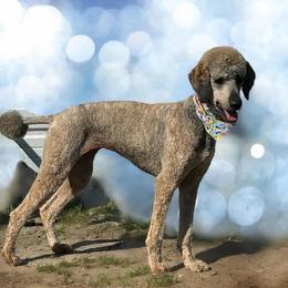 Coco - Poodle