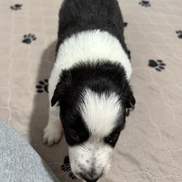 Border Collie Puppies from Roaring River Border Collies