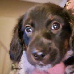 Dachshunds from Cathy's Dachshunds