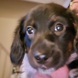 Dachshunds from Cathy's Dachshunds