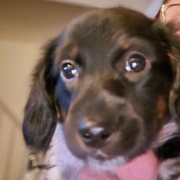 Dachshunds from Cathy's Dachshunds