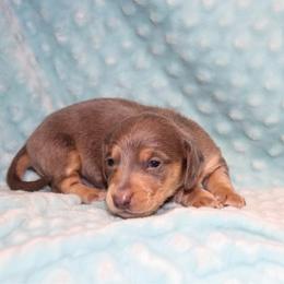 Baby Bennett 3000 - Blue and tan male Dachshund puppy in Coldwater, Mississippi from Mississippi Shorties Miniature Dachshunds