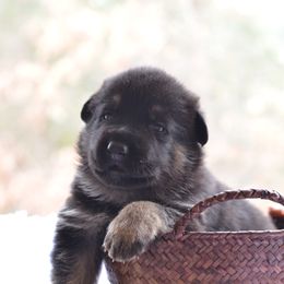 German Shepherd Puppies from VST German Shepherds