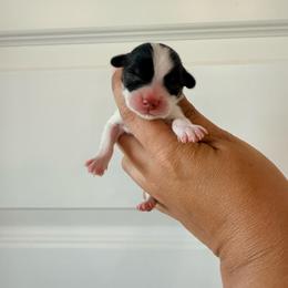 Cash - Black and tan male Pembroke Welsh Corgi puppy in Red Bluff, California from Wilder Ranch Corgis