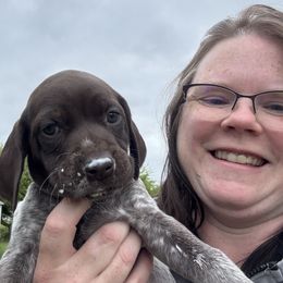 Black Collar Female - Liver roan female German Shorthaired Pointer puppy in Onalaska, Washington from Boonies Farms