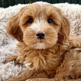 Ace - Cockapoo puppy from Darby Park Doodles
