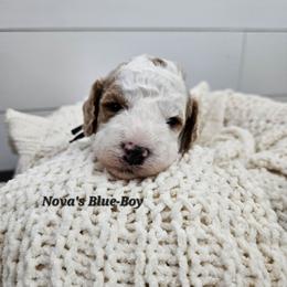 Boy 3 - Red male Labradoodle puppy in Payson, Utah from Utah County Labradoodles