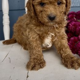 Fletcher - Red male Cavapoo puppy in Manheim, Pennsylvania from Paige Haldeman's Cavapoos and Shichons