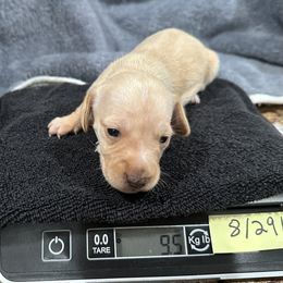 Venus - Cream female Dachshund puppy in Winter Park, Florida from Reed's Radiant Dogs