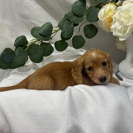 Basset Hound and Dachshund Puppies from V's Southern Angels