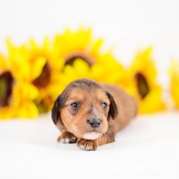 Miles - Red male Dachshund puppy in Neosho, Missouri from Tinker Toy Doxies