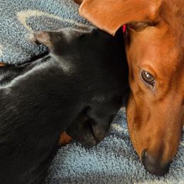 Dachshunds from AB Doxies