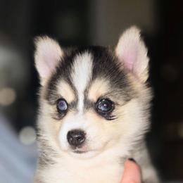 Clove (Yellow Collar) - Silver and white female Pomsky puppy in Kennewick, Washington from Nebula Ranch Pomskies