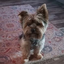 Eddie - Yorkshire Terrier
