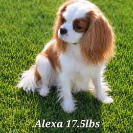 Alexa - Cavalier King Charles Spaniel