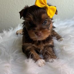 Lady   (Yellow collar) - Chocolate and tan female Yorkshire Terrier puppy in Riverbank, California from Yorkie_Wonderland and Stud Services