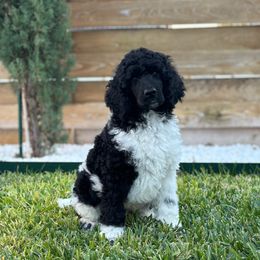 Archie - Parti male Poodle puppy in Hutto, Texas from Scarlett Rose Ranch Poodles