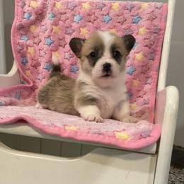 Ellie - Red female Pembroke Welsh Corgi puppy in Morgantown, Pennsylvania from GoldStar Corgis (License Number 18519)