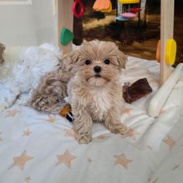 J-Hope - Apricot female Maltipoo puppy in Washington from Mt.BakerPoodles&Doodles