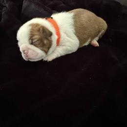 Boston Terrier Puppies from Hidden Valley Bostons