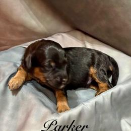 Parker - Red  male Goldendoodle puppy in Gilbert, Arizona from Gilbert Az Doodles