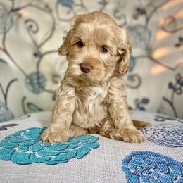 Australian Labradoodle and Labradoodle Puppies from Elite Blend Labradoodles