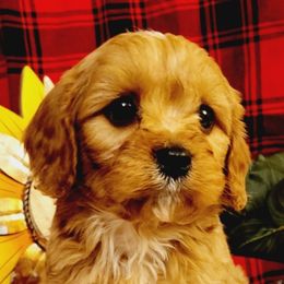 Cavalier King Charles Spaniels from Puppyloversplace