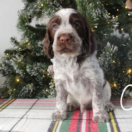 Claus - Liver white and roan male English Springer Spaniel puppy in Barnstead, New Hampshire from C & S Farms
