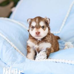 Rhythm - Red and white male Pomsky puppy in Mattoon, Illinois from Southpaw Pomskies