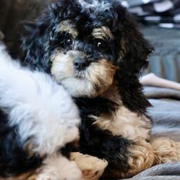 Bernedoodle and Cavapoo Puppies from Lawler’s Legacy Litters