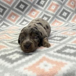 Girl 2 - Dapple female Dachshund puppy in Hoover, Alabama from Tide Town Doxies