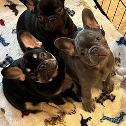 French Bulldog puppies from French Bulldogs by Piper