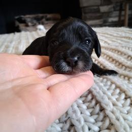 Red boy - Black male Cockapoo puppy in Howell, Michigan from Robbin's Treasures