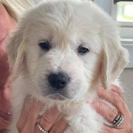 Golden Retrievers from CHRIS Ti English Style Golden’s