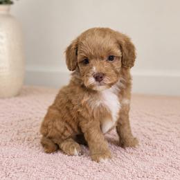 Skye - Red  female Goldendoodle puppy in Floyd, Virginia from Hearts and Paws Poodles and Doodles
