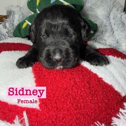 Sidney - Black female Labradoodle puppy in Beecher, Illinois from Erica’s Doodles