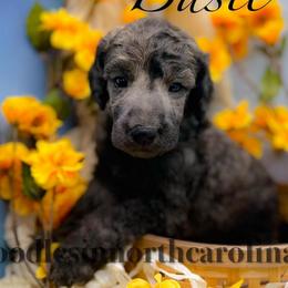 Basil - Silver male Poodle puppy in Greenville, North Carolina from Grace Poodles