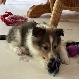 Shetland Sheepdog Puppies from Tricia's Sheltie Puppies