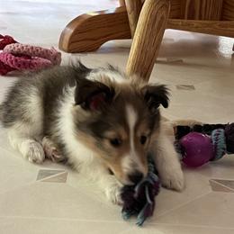 Shetland Sheepdog Puppies from Tricia's Sheltie Puppies