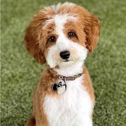 Mac - Goldendoodle