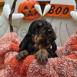 Dutchess - Black brown and white female Basset Hound puppy in Big Rapids, Michigan from Basket Hound Bassets