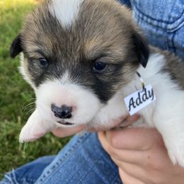 Pembroke Welsh Corgi Puppies from Red Wagon Farm